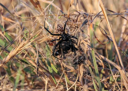Photo for European black widow (Latrodectus tredecimguttatus),  a spider sits in the grass in its nest with killed insects - Royalty Free Image