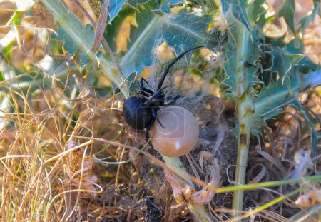Photo for European black widow (Latrodectus tredecimguttatus), A female spider sits in her nest with a cocoon of eggs - Royalty Free Image