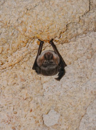 Foto de Un murciélago descansa boca abajo durante el día en las catacumbas del este de Crimea - Imagen libre de derechos