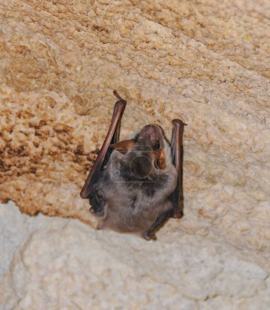 Foto de Un murciélago descansa boca abajo durante el día en las catacumbas del este de Crimea - Imagen libre de derechos