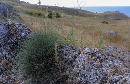 Foto de Piedras de concha y rocas en el territorio de Kazantip, paisaje de estepa con flora y fauna específicas, Crimea oriental - Imagen libre de derechos