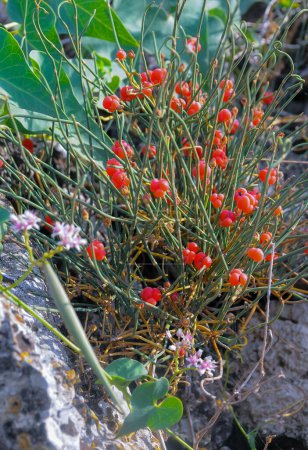 Photo for Ephedra distachya, Female plant with ripe cones. - Royalty Free Image