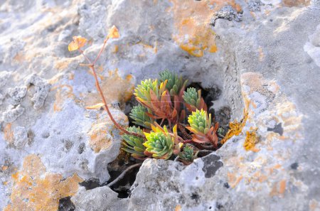 Foto de Plantas suculentas resistentes a la sequía en una fisura rocosa en la meseta de Kazantip en Crimea oriental - Imagen libre de derechos