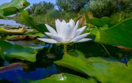 Photo for Beautiful white water lily (Nymphaea alba) flowers on the water surface in the lake Kugurluy, Ukraine - Royalty Free Image