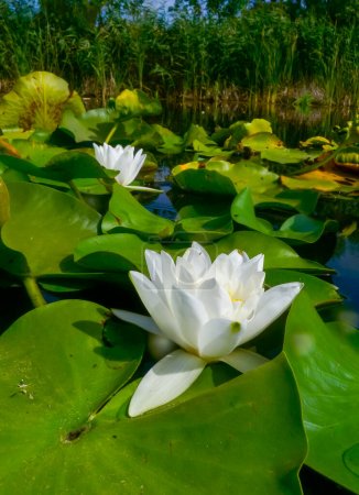 Photo for Beautiful white water lily (Nymphaea alba) flowers on the water surface in the lake Kugurluy, Ukraine - Royalty Free Image