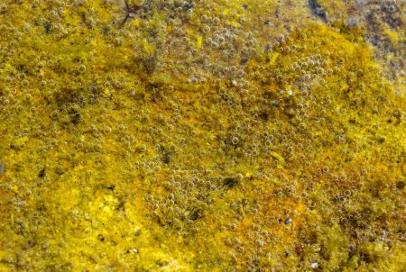 Téléchargez les photos : Bulles d'oxygène libérées par les algues poussant sur une pierre à marée basse, mer Noire - en image libre de droit