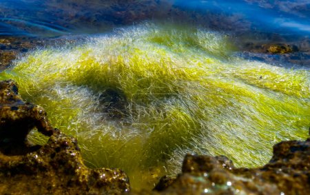 Algues vertes Enteromorpha sp. (Ulva) sur une pierre à marée basse, mer Noire