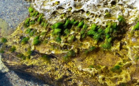 Photo for Green algae Enteromorpha sp. (Ulva) on a stone at low tide, Black Sea - Royalty Free Image