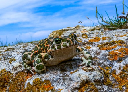 Foto de El sapo verde europeo (Bufotes viridis), la Crimea - Imagen libre de derechos