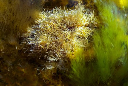 Algas calcáreas (Corallinaceae) cerca de la orilla en una piedra en la marea baja en el Mar Negro