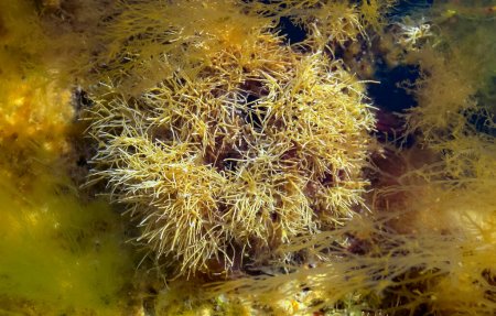 Foto de Algas calcáreas (Corallinaceae) cerca de la orilla en una piedra en la marea baja en el Mar Negro - Imagen libre de derechos