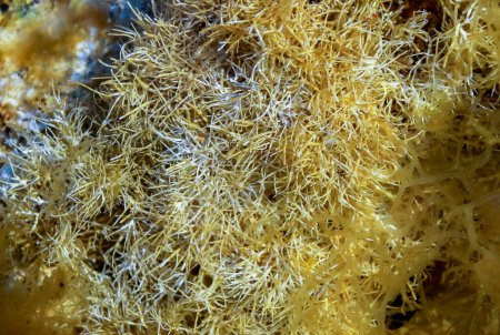 Téléchargez les photos : Algues calcaires (Corallinaceae) près du rivage sur une pierre à marée basse dans la mer Noire - en image libre de droit