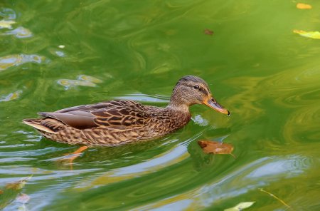 Téléchargez les photos : Le canard colvert femelle ou canard sauvage (Anas platyrhynchos) nage dans les eaux vertes - en image libre de droit