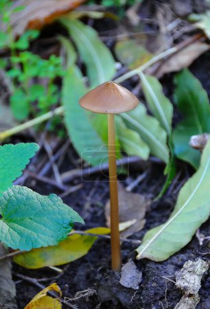 Téléchargez les photos : Petits champignons brillants sur du bois pourri dans le sol forestier - en image libre de droit