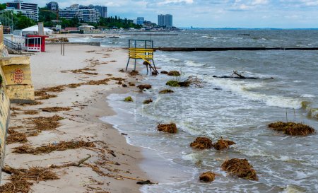 Les conséquences de la rupture du barrage de la centrale électrique de Kakhovka, le courant a apporté des ordures et des îles flottantes de roseaux et de plantes fluviales sur les plages d'Odessa