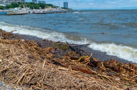 Téléchargez les photos : Conséquences de l'accident à la centrale électrique de Kakhovka, pollution des plages d'Odessa par les ordures et les restes végétaux apportés par l'eau - en image libre de droit