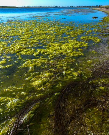 Téléchargez les photos : Clusters d'algues vertes Ulva et Enteromorpha dans un lac dans les tronçons inférieurs de l'estuaire du Tiligul, en Ukraine - en image libre de droit