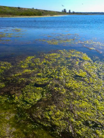Foto de Racimos de algas verdes Ulva y Enteromorpha en un lago en la parte baja del estuario de Tiligul, Ucrania - Imagen libre de derechos