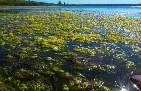 Foto de Racimos de algas verdes Ulva y Enteromorpha en un lago en la parte baja del estuario de Tiligul, Ucrania - Imagen libre de derechos