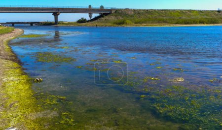 Photo for Clusters of green algae Ulva and Enteromorpha in a lake in the lower reaches of the Tiligul estuary, Ukraine - Royalty Free Image