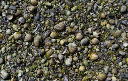 Téléchargez les photos : Coquilles du mollusque bivalve Cerastoderma dans la zone de marée de la côte dans les tronçons inférieurs de l'estuaire du Tiligul, Ukraine - en image libre de droit