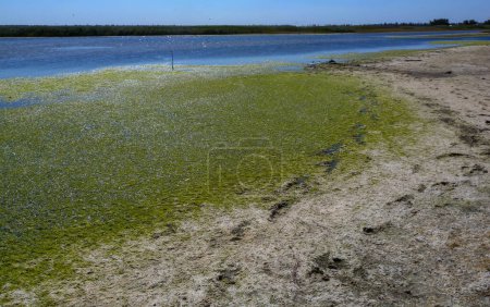 Photo for Clusters of green algae Ulva and Enteromorpha in a lake in the lower reaches of the Tiligul estuary, Ukraine - Royalty Free Image