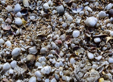 Photo for Shells of the bivalve mollusk Cerastoderma, Lentidium in the tidal zone of the coast in the lower reaches of the Tiligul estuary, Ukraine - Royalty Free Image