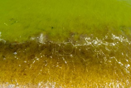 Foto de Desarrollo masivo de la alga azul-verde (Microcystis aeruginosa), estuario de Khadzhibey, Ucrania - Imagen libre de derechos