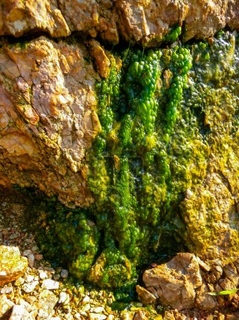 Téléchargez les photos : Algues filamenteuses vertes d'eau douce bouillonnantes dans l'eau de pluie descendant les rochers sur l'île Snake - en image libre de droit