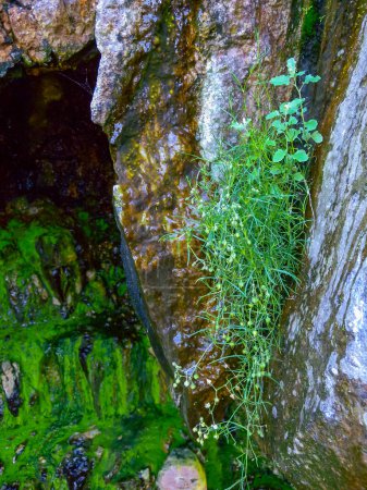 Téléchargez les photos : Plantes vertes et algues sur une pente rocheuse humide sur l'île du Serpent, Ukraine - en image libre de droit