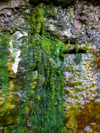 Téléchargez les photos : Algues filamenteuses vertes d'eau douce bouillonnantes dans l'eau de pluie descendant les rochers sur l'île Snake - en image libre de droit