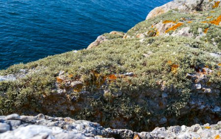 Photo for Serpent's (Zmeinyi) Island, lichens and moss on the coastal stones and rocks of the island, Ukraine - Royalty Free Image