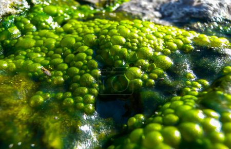 Foto de Burbujas de agua dulce verde algas filamentosas en el agua de lluvia corriendo por las rocas en la isla de la serpiente - Imagen libre de derechos