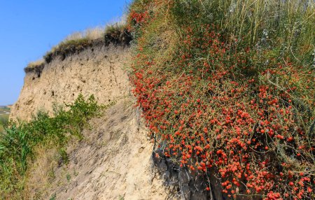 Foto de (Ephedra distachya), planta herbácea medicinal en un acantilado de arcilla en la orilla del estuario de Tiligul - Imagen libre de derechos