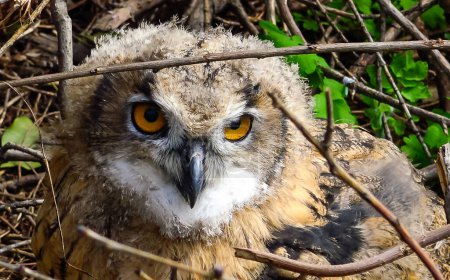 Photo for The Eurasian eagle-owl (Bubo bubo), close-up of a young bird in the zoo, Ukraine - Royalty Free Image