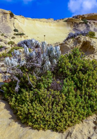 Foto de Samphire de roca, hinojo de mar (Crithmum maritimum), plantas suculentas silvestres en las rocas erosionadas de la costa de la isla de Gozo, Malta - Imagen libre de derechos