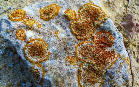 Photo for Colored lichens on eroded coastal cliffs of Gozo island, Malta - Royalty Free Image