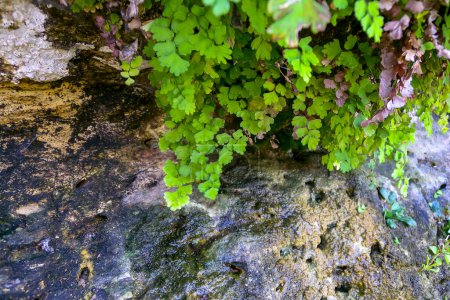 Photo for (Adiantum capillus-veneris), fern plants hanging over the water in a wet gorge on the island of Gozo, Malta - Royalty Free Image