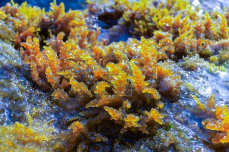 Foto de Chondrophycus sp., (CERAMIALES, RHODOPHYTA), algas en las rocas en la zona de salpicadura en la isla de Gozo, Malta - Imagen libre de derechos