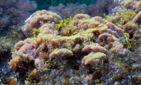Foto de (Corallina elongata), algas calcáreas rojas sobre rocas en la zona de salpicadura de la isla de Gozo, Malta - Imagen libre de derechos