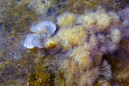 Foto de (Corallina elongata), algas calcáreas rojas sobre rocas en la zona de salpicadura de la isla de Gozo, Malta - Imagen libre de derechos