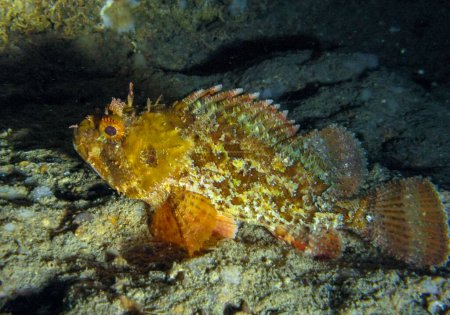 Photo for European black scorpionfish (Scorpaena porcus), fish resting at night at the bottom in an underwater cave, Black Sea, Crimea - Royalty Free Image
