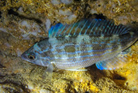 Foto de Pickarel (Spicara flexuosa), .fish descansando por la noche en el fondo en una cueva submarina, Mar Negro, Crimea - Imagen libre de derechos