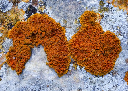 Photo for Lichens on coastal calcareous rocks in western Crimea, Tarkhankut Peninsula - Royalty Free Image