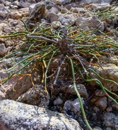 Photo for Ephedra distachya (Ephedraceae), arid plant on erosional rocks in western Crimea, Tarkhankut peninsula - Royalty Free Image
