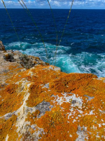 Photo for Lichens on coastal calcareous rocks in western Crimea, Tarkhankut Peninsula - Royalty Free Image