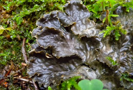 Photo for Peltigera polydactyla is a foliose lichen that grows in moss-rich soils in the forest in the Ivano-Frankivsk region, Ukraine - Royalty Free Image