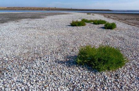 Photo for The dried-up bottom of a reservoir covered with dry mud and shells of bivalve mollusks Cerastoderma and Mytilus, Tiligul estuary, Ukraine - Royalty Free Image