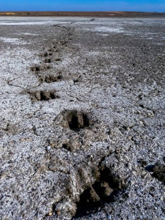 Photo for Traces of a wild boar on the dried muddy bottom of the Tiligul estuary, Ukraine - Royalty Free Image