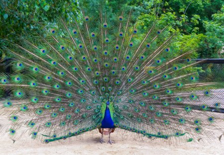 Indian blue peafowl (Pavo cristatus), adult male with open tail during mating season in spring, Askania-Nova, Ukrain